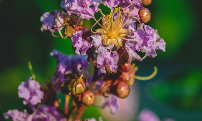 Myrtle flowers gallery 3