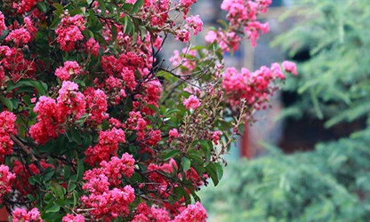 Myrtle flowers gallery 7
