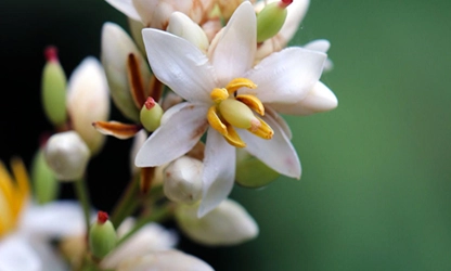 Nandina (Heavenly Bamboo) flowers faetured