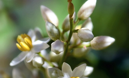 Nandina (Heavenly Bamboo) flowers gallery 11