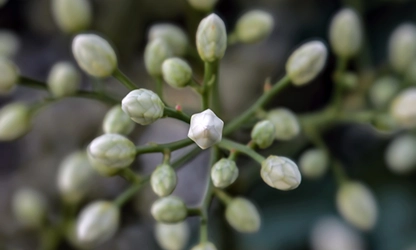 Nandina (Heavenly Bamboo) flowers gallery 12