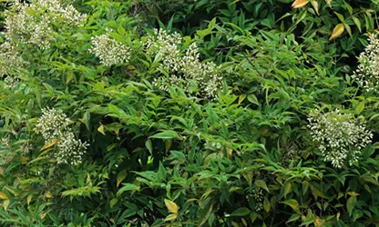 Nandina (Heavenly Bamboo) flowers gallery 9