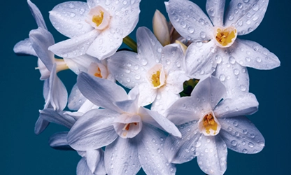 narcissus-paperwhite-flowers faetured