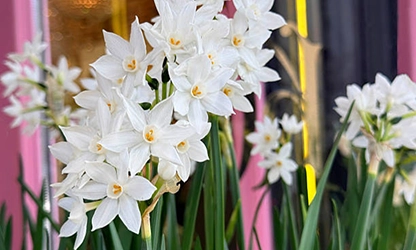 narcissus-paperwhite-flowers gallery 13