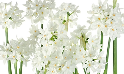 narcissus-paperwhite-flowers gallery 15