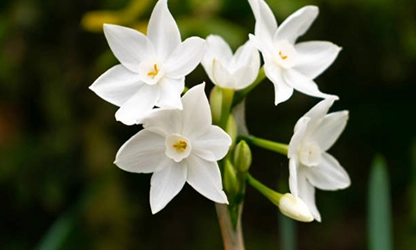 narcissus-paperwhite-flowers gallery 16