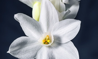 narcissus-paperwhite-flowers gallery 6