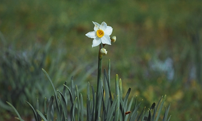 Narcissus (White) flowers featured