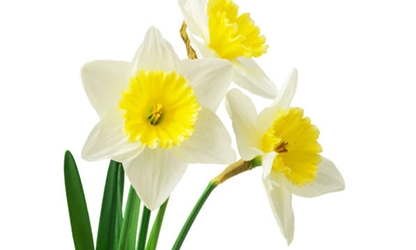 Narcissus (White) flowers gallery 1