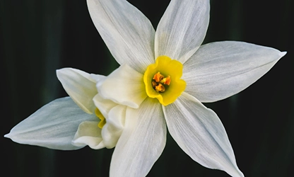 Narcissus (White) flowers gallery 12