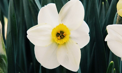 Narcissus (White) flowers gallery 14