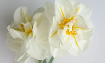Narcissus (White) flowers gallery 2