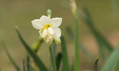 Narcissus (White) flowers gallery 5