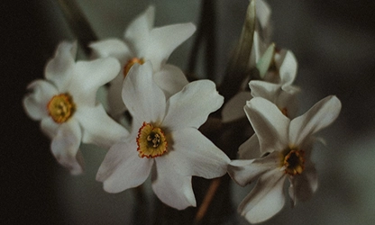 Narcissus (White) flowers gallery 7