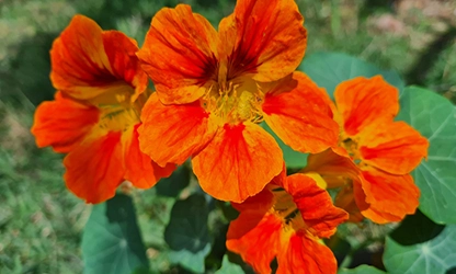 Nasturtium flowers featured
