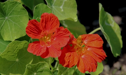 Nasturtium flowers gallery 2