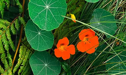 Nasturtium flowers gallery 3