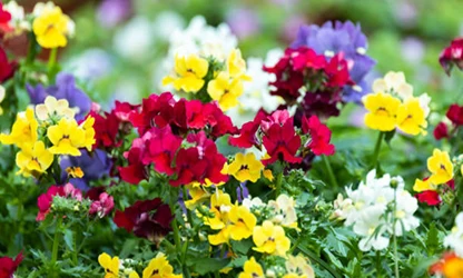 Nemesia flowers gallery 12
