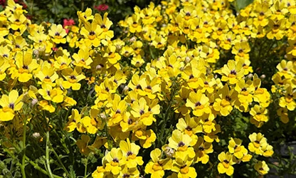Nemesia flowers gallery 15