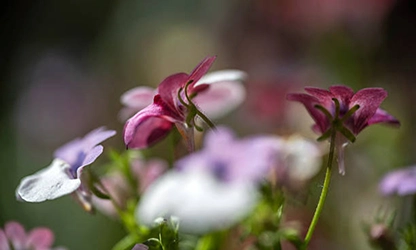Nemesia flowers gallery 5