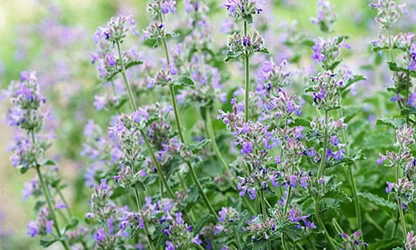 Nepeta (Catmint) flowers gallery 8