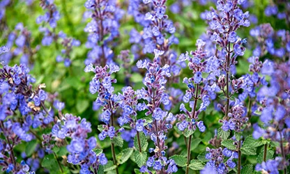 Nepeta (Catmint) flowers gallery 9