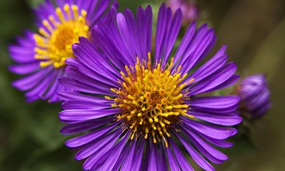 New England Aster flowers featured
