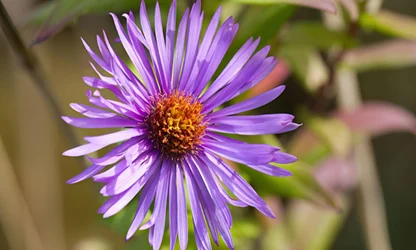 New England Aster flowers gallery 2