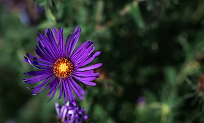 New England Aster flowers gallery 7