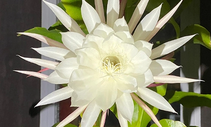Night-Blooming Cereus Flowers featured