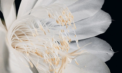 Night-Blooming Cereus Flowers gallery 11
