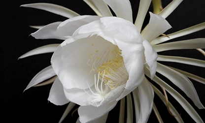 Night-Blooming Cereus Flowers gallery 12