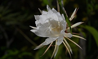 Night-Blooming Cereus Flowers gallery 4