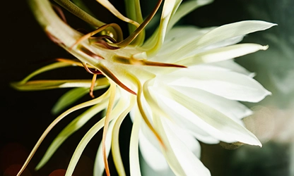 Night-Blooming Cereus Flowers gallery 5