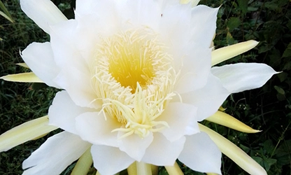 Night-Blooming Cereus Flowers gallery 8