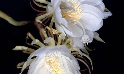 Night-Blooming Cereus Flowers gallery 9