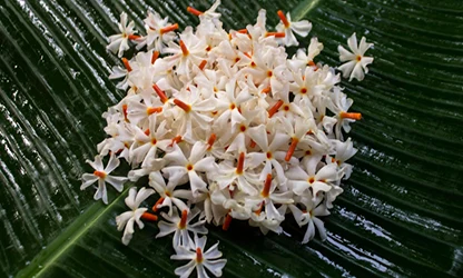 Night Jasmine Flowers featured