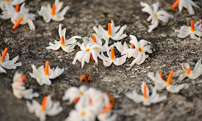 Night Jasmine Flowers gallery 10