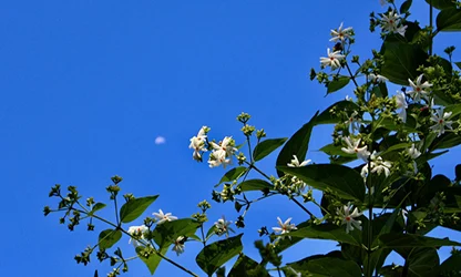Night Jasmine Flowers gallery 9