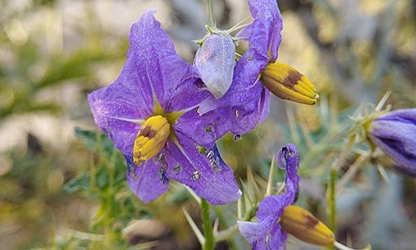 Nightshade flowers featured