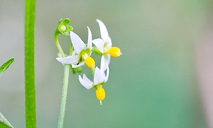 Nightshade flowers gallery 12