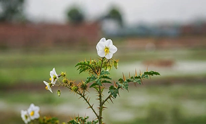 Nightshade flowers gallery 4