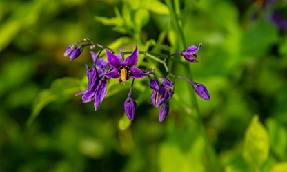 Nightshade flowers gallery 9
