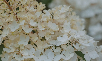 Oakleaf Hydrangea Flowers gallery 1