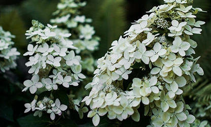 Oakleaf Hydrangea Flowers gallery 10