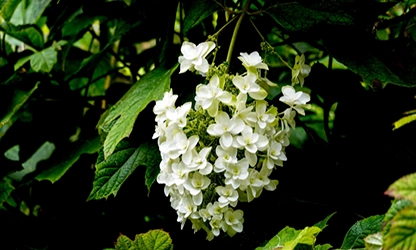 Oakleaf Hydrangea Flowers gallery 11