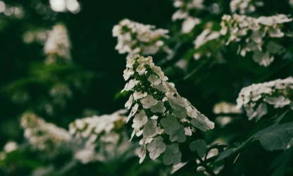 Oakleaf Hydrangea Flowers gallery 12