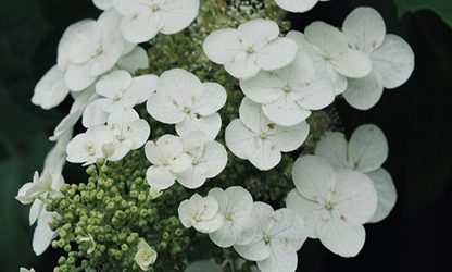 Oakleaf Hydrangea Flowers gallery 13