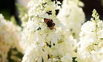 Oakleaf Hydrangea Flowers gallery 14