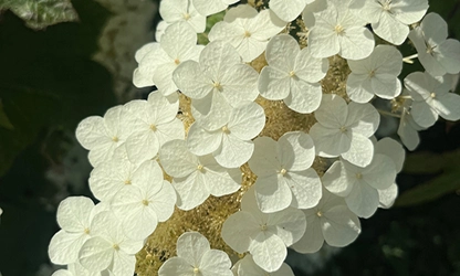 Oakleaf Hydrangea Flowers gallery 15